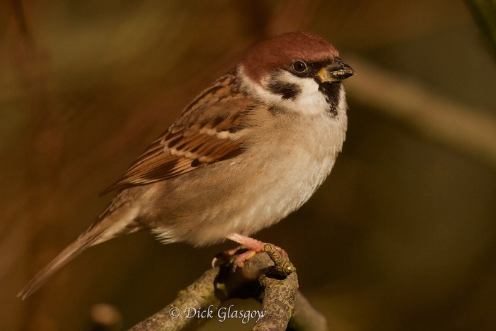 Tree Sparrow