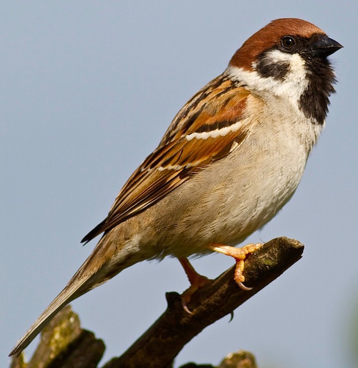 Tree Sparrow