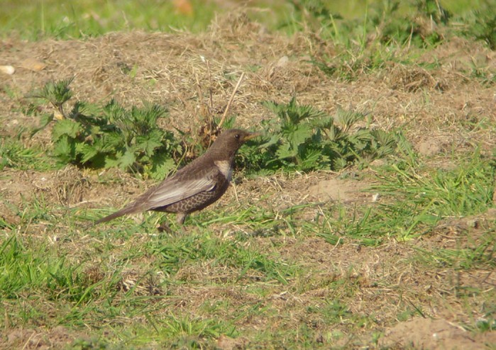 Ring Ouzel