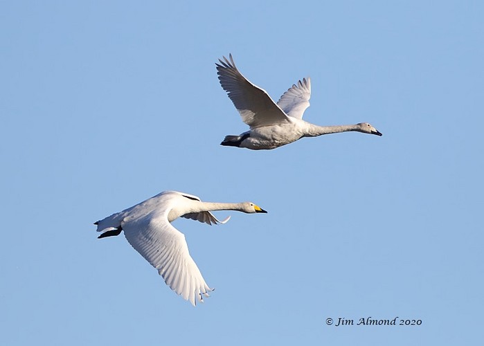 Whooper Swan