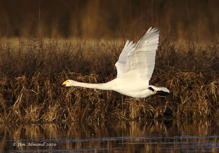 Whooper Swan