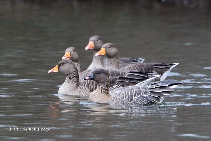Pink-footed Goose