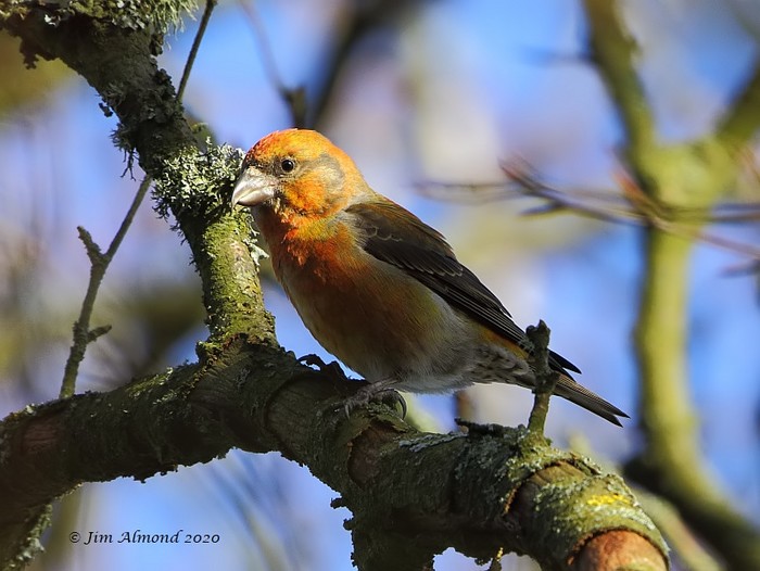 Crossbill