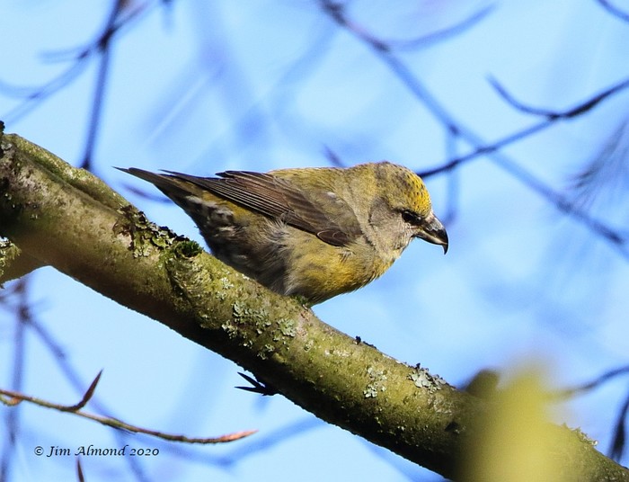 Crossbill