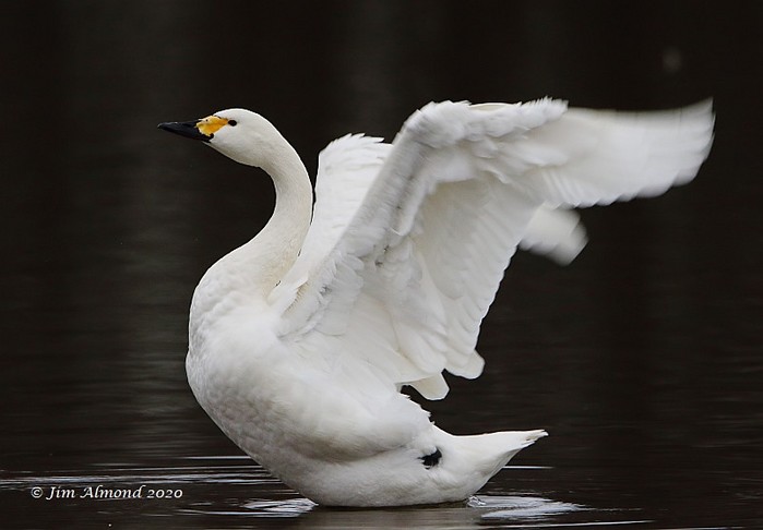 Bewick's Swan