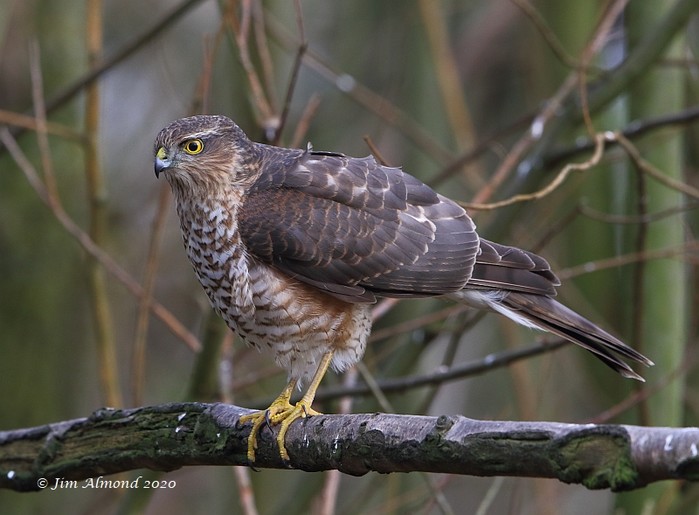 Sparrowhawk