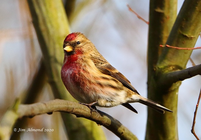 Lesser Redpoll