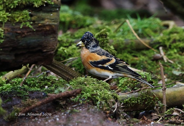 Brambling