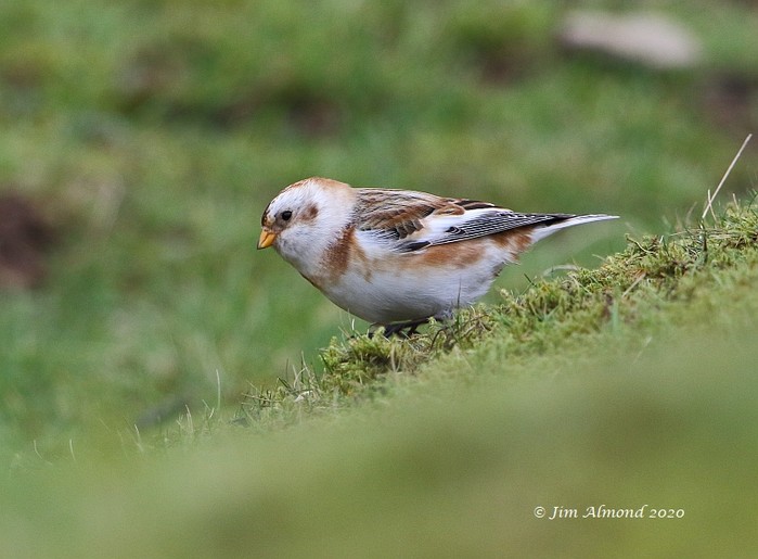 Snow Bunting
