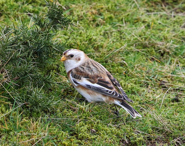 Snow Bunting