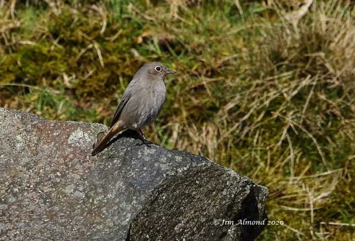 Black Redstart