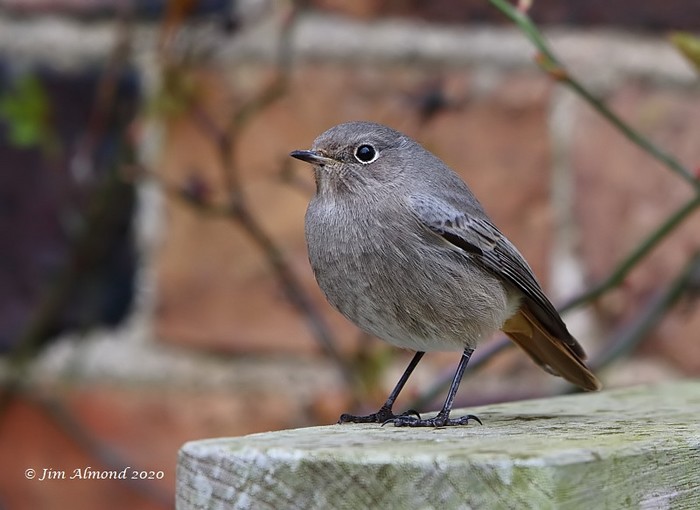 Black Redstart