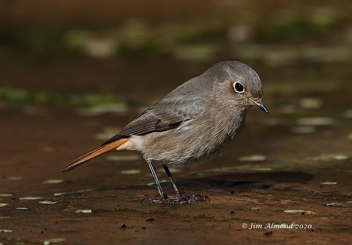 Black Redstart
