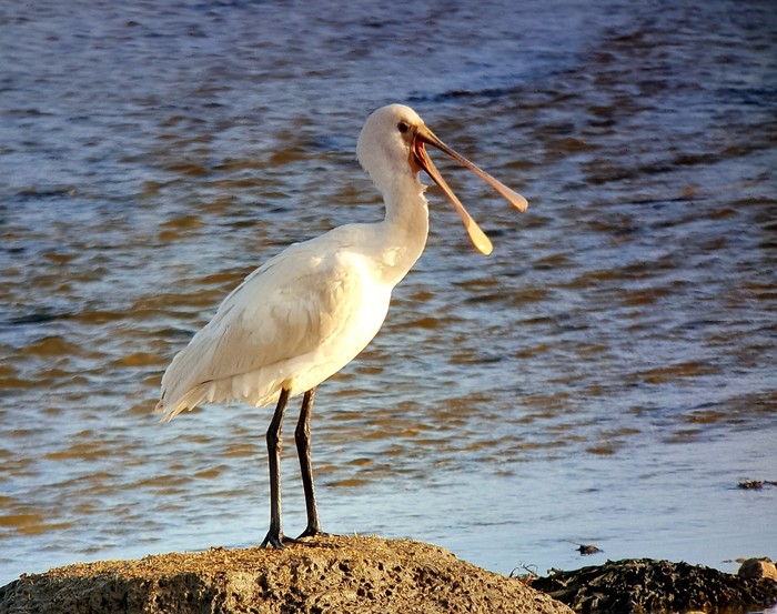 Spoonbill