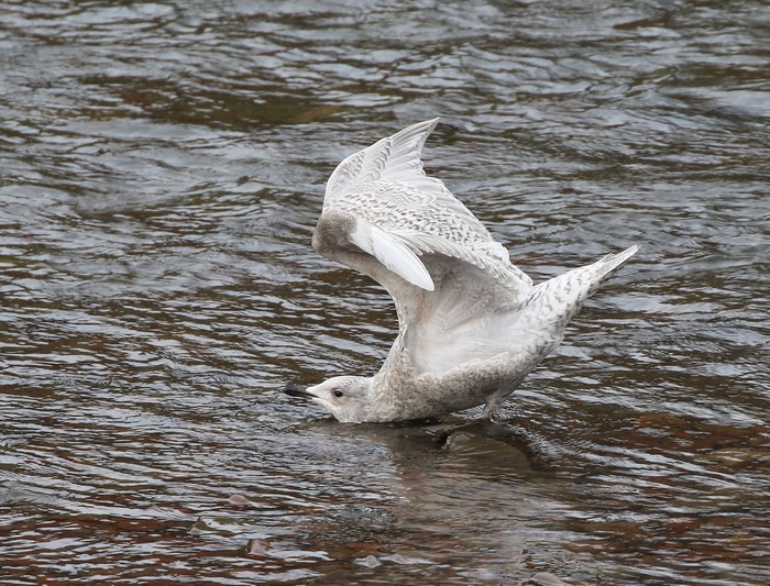 Kumlien's Gull