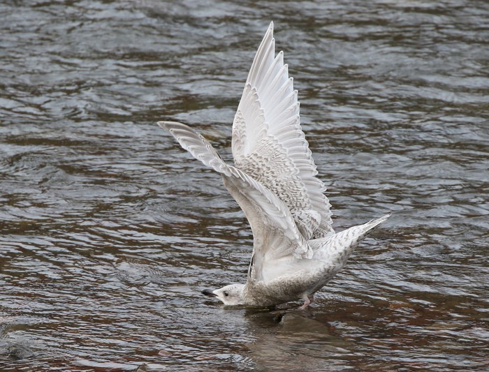 Kumlien's Gull