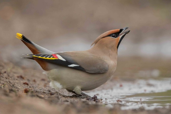 Waxwing