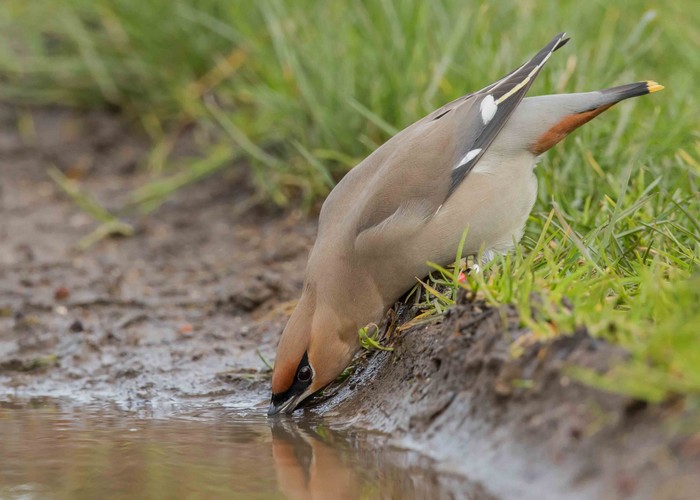Waxwing