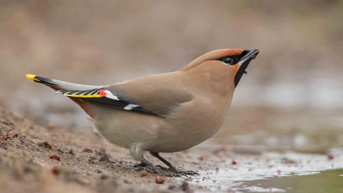 Waxwing