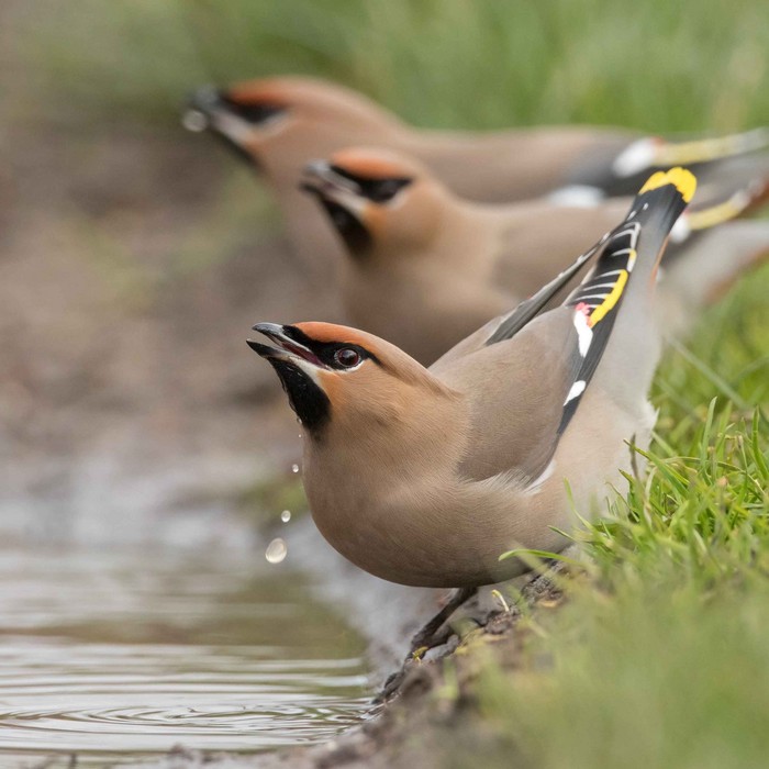 Waxwing