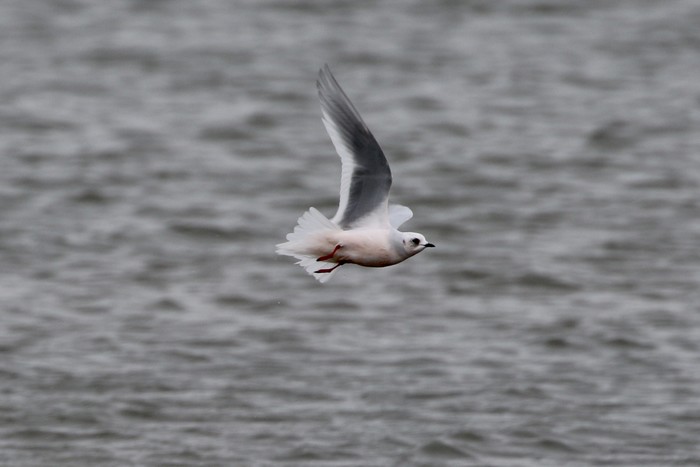 Ross's Gull