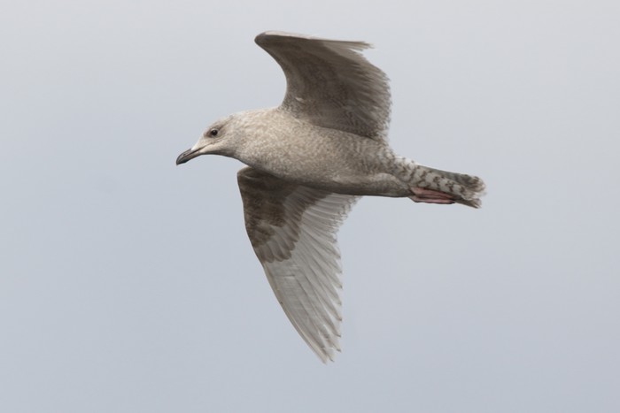 Kumlien's Gull