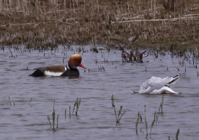 Red-crested Pochard