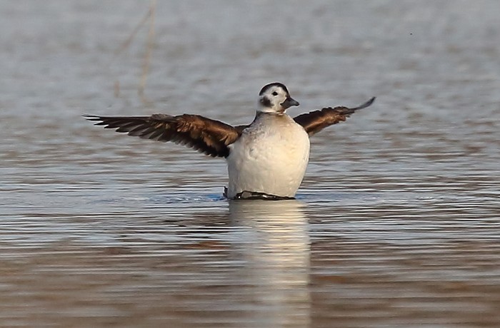 Long-tailed Duck