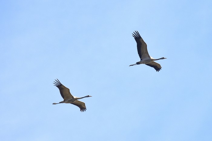 Common Crane
