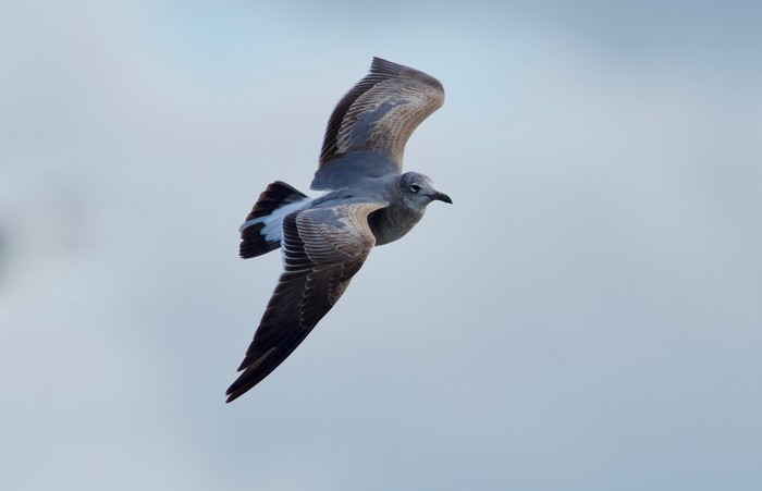 Laughing Gull