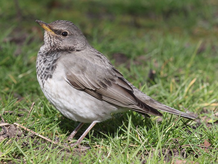 Black-throated Thrush