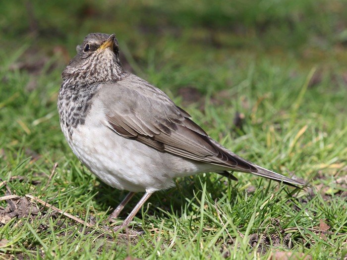 Black-throated Thrush