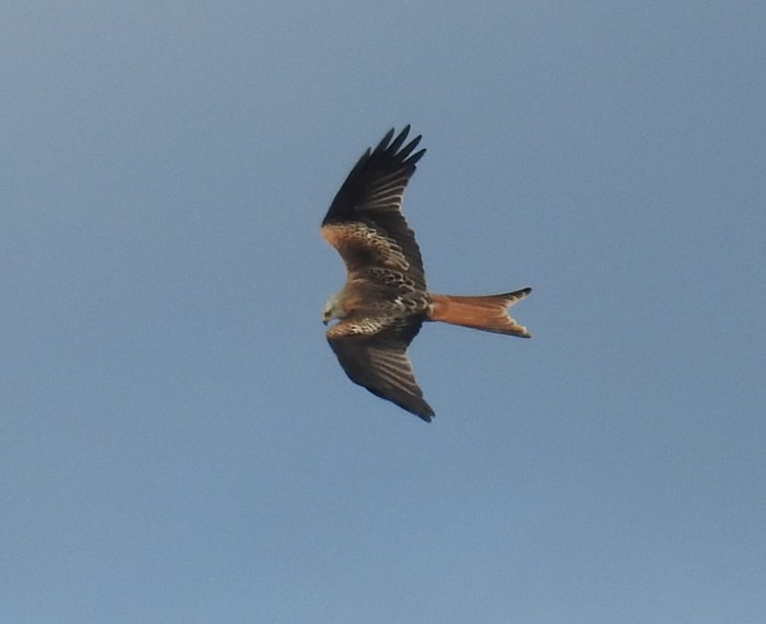 Red Kite