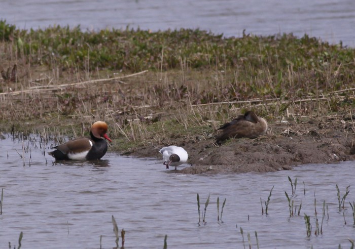 Red-crested Pochard
