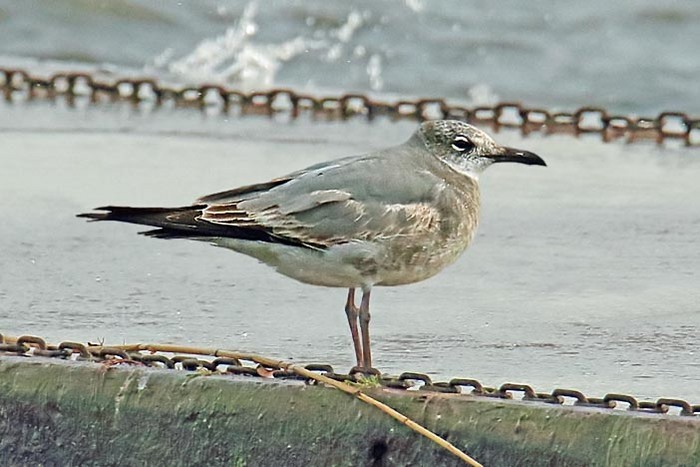 Laughing Gull