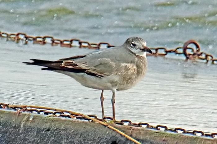 Laughing Gull