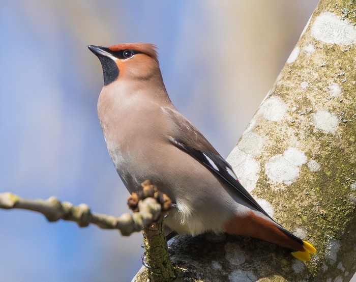 Waxwing