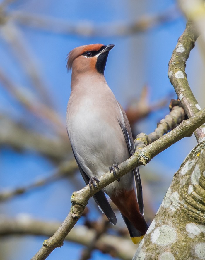 Waxwing