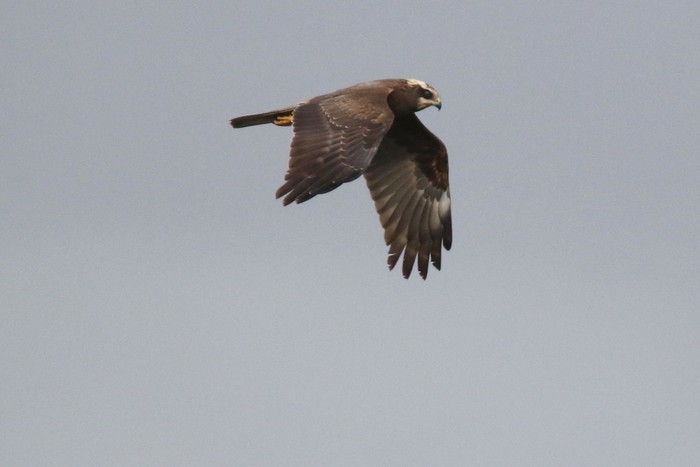 Marsh Harrier