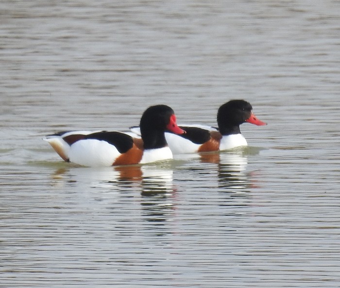 Shelduck