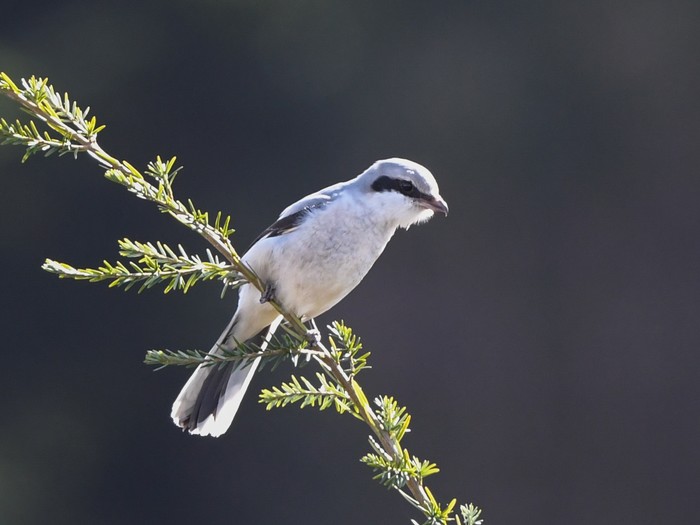 Great Grey Shrike
