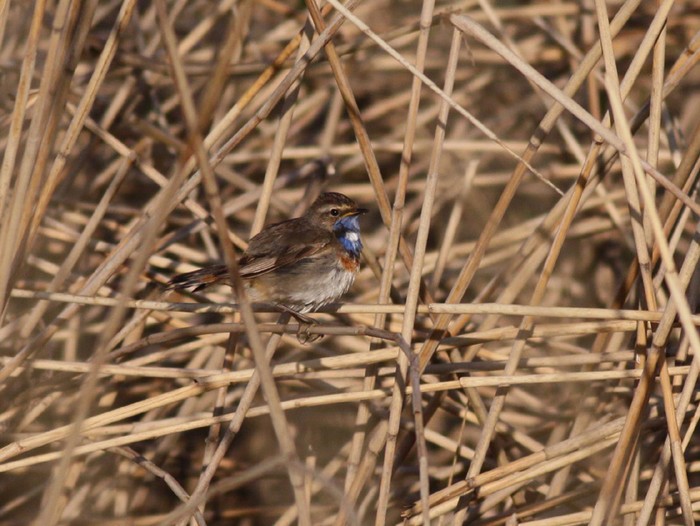 White-spotted Bluethroat