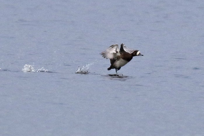 Scaup
