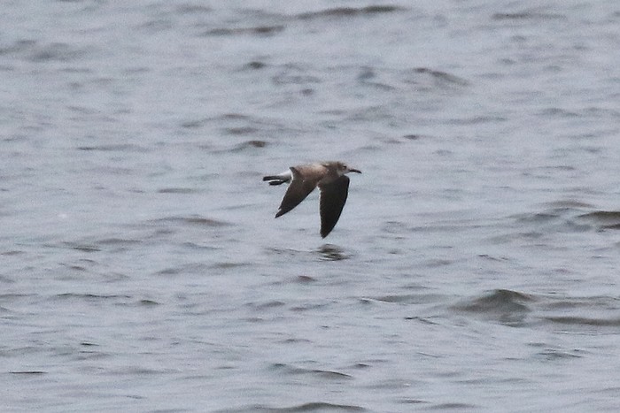 Laughing Gull