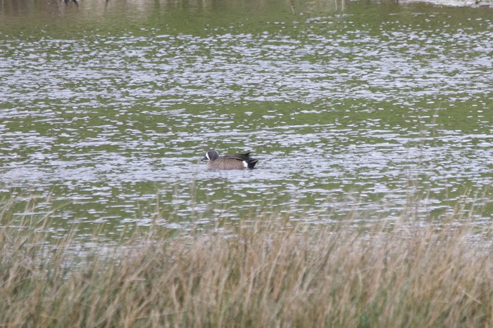 Blue-winged Teal