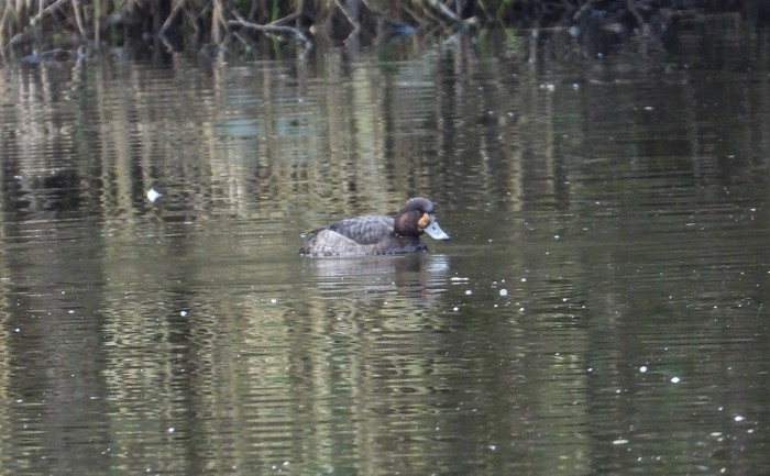 Scaup