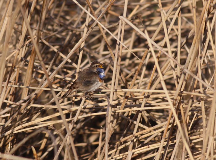 White-spotted Bluethroat