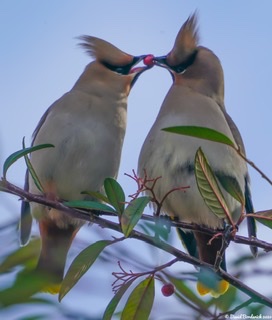 Waxwing