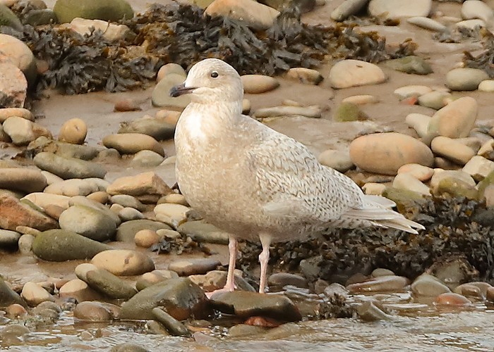 Kumlien's Gull