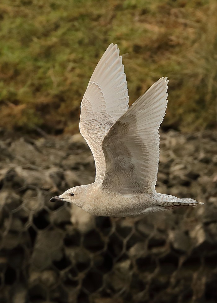 Kumlien's Gull